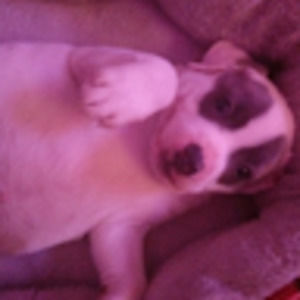 Meet your Posher, Desirae